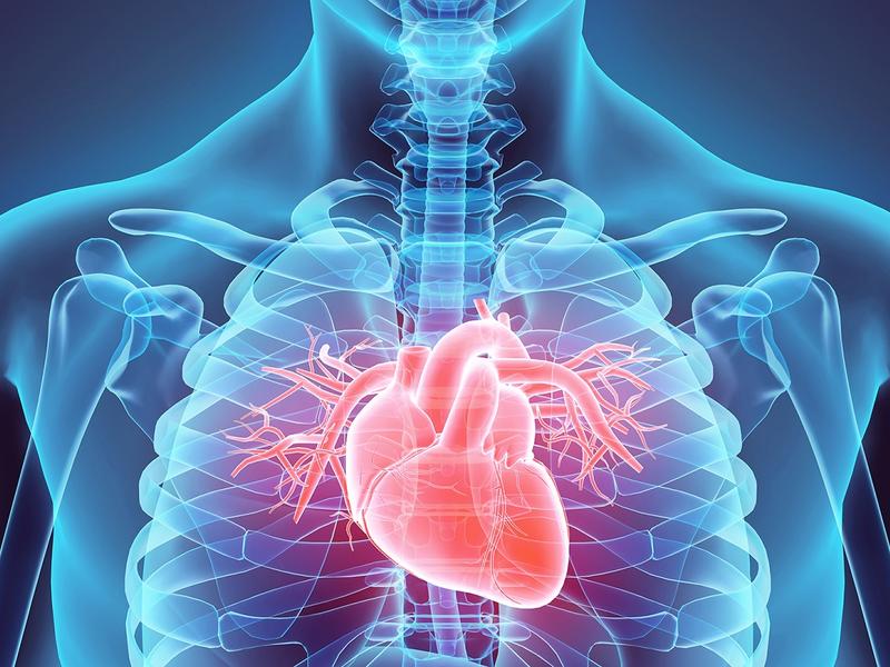 3D illustration of Heart - Part of Human Organic.