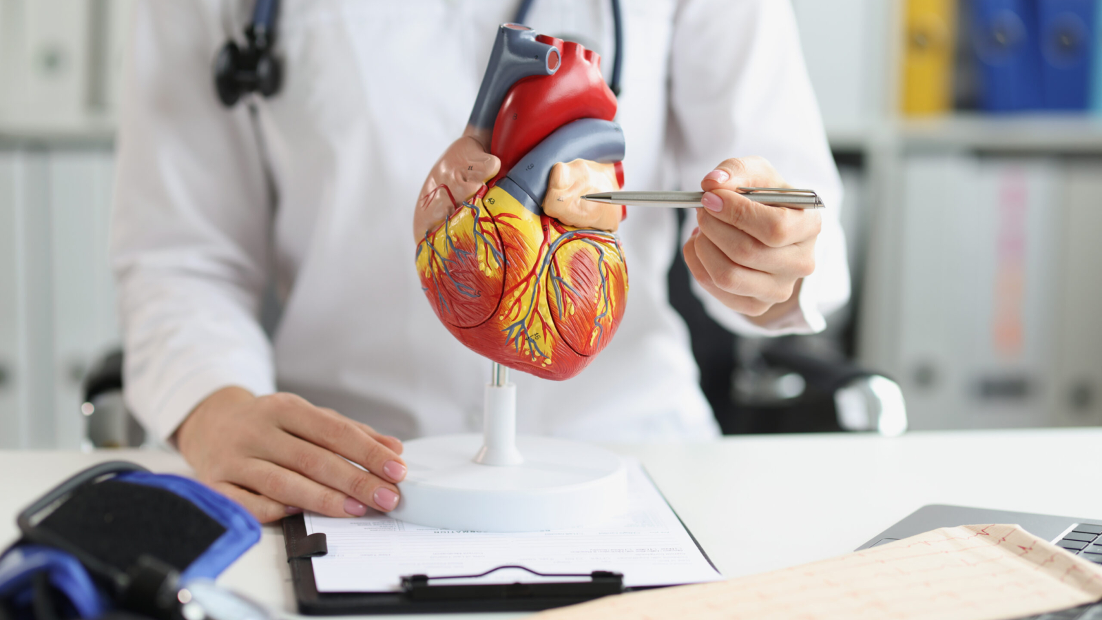 Woman doctor shows a plastic model of the heart, close-up. Training material for a cardiologist, a surgeon's workplace